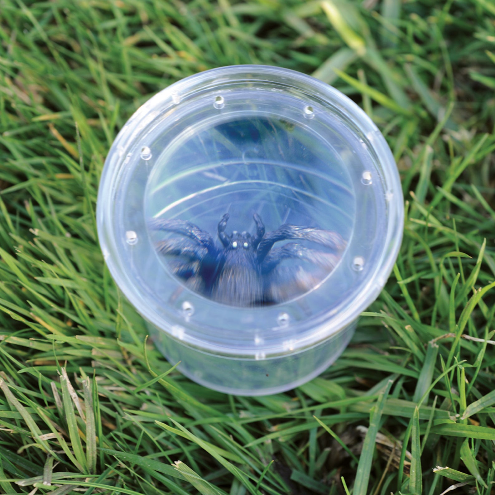 Learning Resources GeoSafari Jr. Bug Viewer, Magnifying Jar for Kids, 3x Magnification, Air Holes for Live Viewing, Measuring Grid Base, Ideal for Outdoor Exploration, Ages 3+