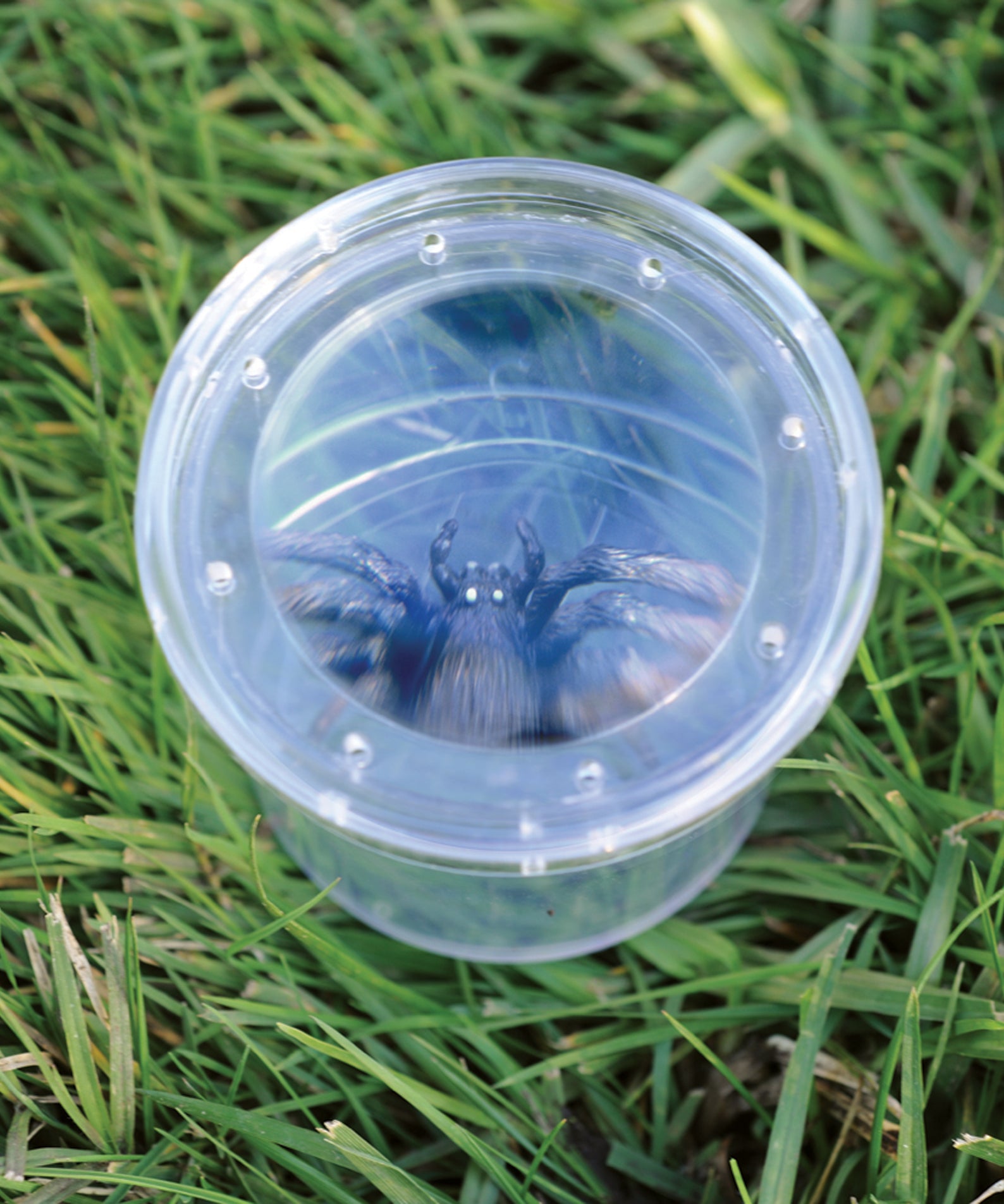 Learning Resources GeoSafari Jr. Bug Viewer, Magnifying Jar for Kids, 3x Magnification, Air Holes for Live Viewing, Measuring Grid Base, Ideal for Outdoor Exploration, Ages 3+